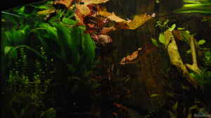 Roter Tigerlotus mit Echinodorus Bleheri im Hinter