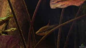 Trichopsis-Arten im Aquarium halten