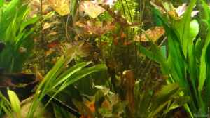 Tigerlotus, Amazonasschwertpflanzen, ...