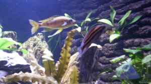 Einrichtungsbeispiele für Aquarien mit Julidochromis-Arten