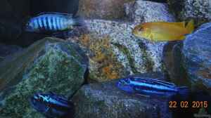 Einrichtungsbeispiele mit Melanochromis maingano / cyaneorhabdos