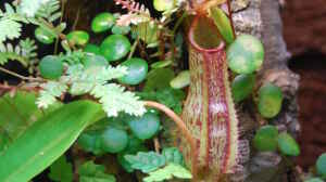 Nepenthes mit Peperomia im Hintergrund