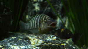 Petrochromis famula im Aquarium