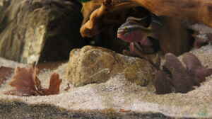 Pelvicachromis sacrimontis im Aquarium halten