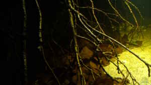 Bild aus dem Beispiel Dunkles Amazonasdikicht von ManiacXL