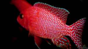 Aulonocara Firefish M