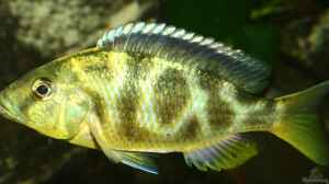 Nimbochromis Venustus W