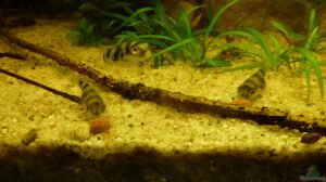 Colomesus asellus im Aquarium halten