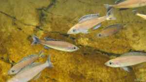 Aquarien mit Cyprichromis leptosoma