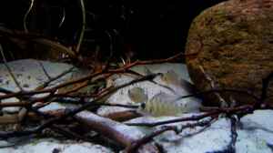 Satanoperca rhynchitis im Aquarium halten