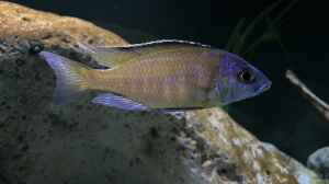 Aquarien mit Placidochromis mbamba bay