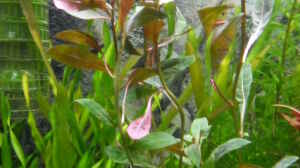 Aquarien mit Ludwigia glandulosa
