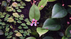 Begonia im Terrarium pflegen