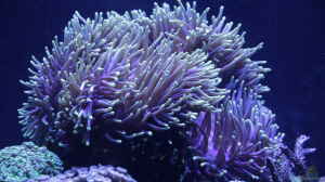 Bild aus dem Beispiel Meerwasseraquarium von Hippi013