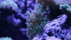 Bild aus dem Beispiel Meerwasseraquarium von Hippi013