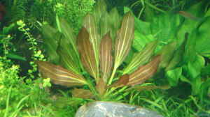 Aquarien mit Echinodorus Rubin