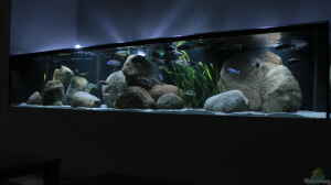 Aquarium Hauptansicht von Becken 34304