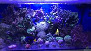 Aquarium Hauptansicht von Meerwasser Korallenriff