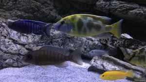 Nimbochromis venustus im Aquarium