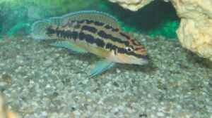 Julidochromis ornatus im Aquarium