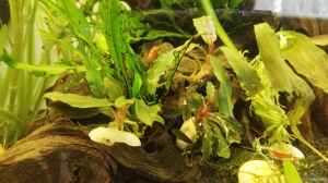 Bucephalandra sp. Green Velvet im Aquarium pflegen
