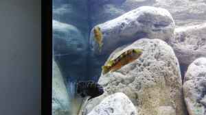 Melanochromis baliodigma im Aquarium halten