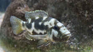Einrichtungsbeispiele für die Haltung von Nimbochromis livingstonii