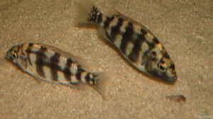 Einrichtungsbeispiele für Placidochromis johnstoni solo