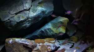 Aquarien mit Paracyprichromis nigripinnis