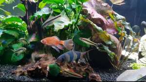 Aquarium