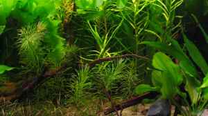 Aquarien mit Eichhornia diversifolia