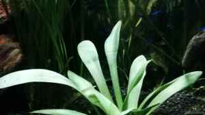 Aquarien mit Sagittaria platyphylla