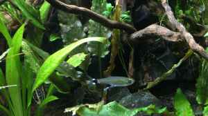 Aphyocharax paraguayensis im Aquarium halten