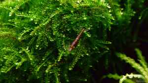 Aquarien mit Vesicularia ferriei