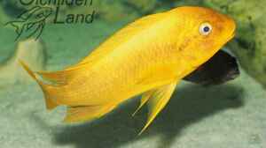 Petrochromis sp. yellow moshi im Aquarium