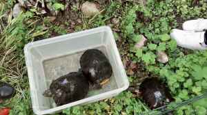 Teichhaltung von Nordamerikanischen Sumpfschildkröten in unseren Breitengraden (D-A-CH)