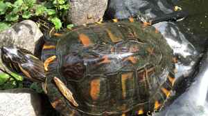 Zierschildkröten, Schmuckschildkröten - Beobachtungen in der Gruppe