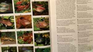 Orientierung in der Aquaristik - Fisch-Arten 2/2