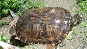 Meine Schildkröte Morla von Helga Kury