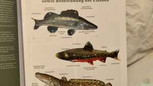 Buch-Vorstellung “Fische, Krebse & Muscheln in heimischen Seen und Flüssen“