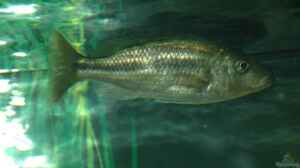 Einrichtungsbeispiele für die Haltung von Dimidiochromis kiwinge im Aquarium