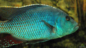 Einrichtungsbeispiele für Aquarien mit Nimbochromis-Arten aus dem Malawisee
