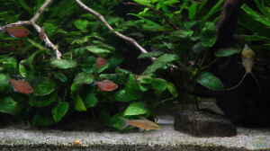 Dianema longibarbis im Aquarium halten
