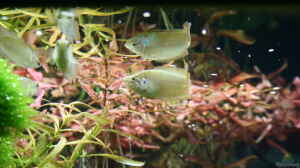 Macropodus ocellatus im Aquarium oder Teich