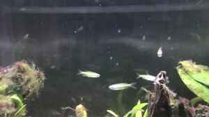 Phenacogrammus aurantiacus im Aquarium halten
