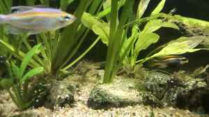 08.11.23 Pelvicachromis teaniatur nigeria rot weib