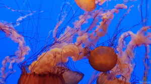 Besuch des Monterey Bay Aquariums in Kalifornien