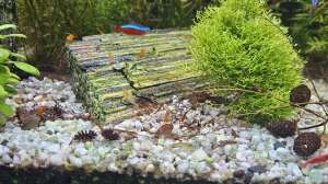 Aquarium