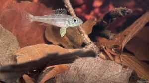 Biotoecus opercularis im Aquarium halten