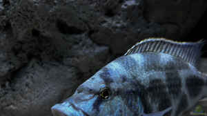 Einrichtungsbeispiele für Aquarien mit Nimbochromis-Arten aus dem Malawisee
